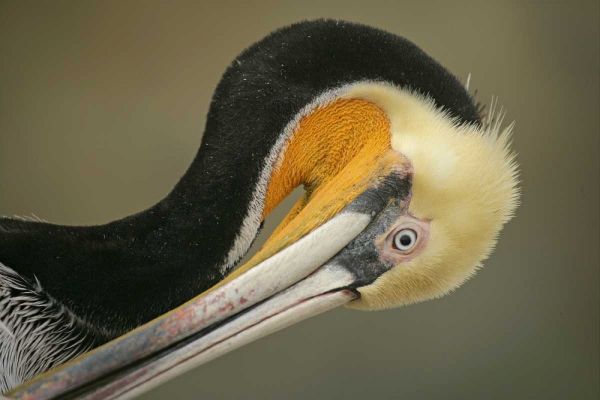 California, La Jolla Brown pelican preening